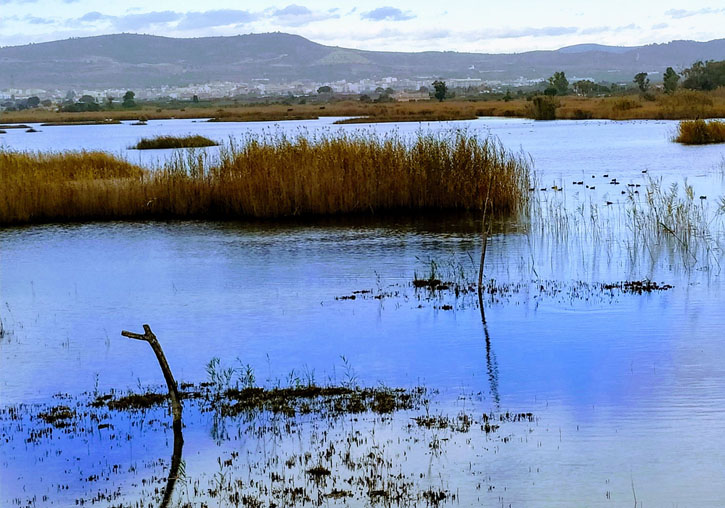 La Universitat de València investigará el potencial de los humedales como sumidero de carbono