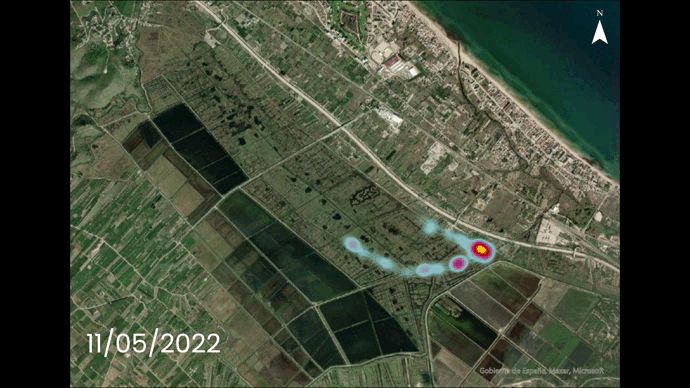 Las vacas de la Marjal de Pego-Oliva llevarán localizadores GPS