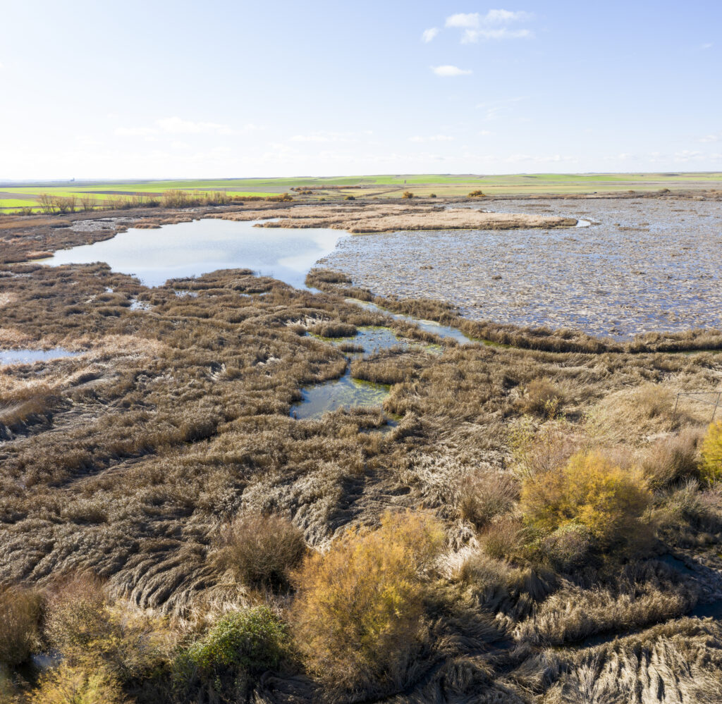 Naturaleza Pastoreada para preservar los humedales de La Nava